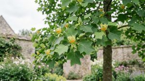 découvrez les risques et la toxicité du tulipier de virginie, ainsi que les précautions essentielles à prendre pour jardiner en toute sécurité avec cet arbre élégant.